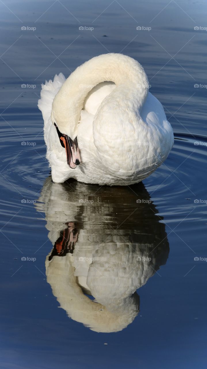 Swan 