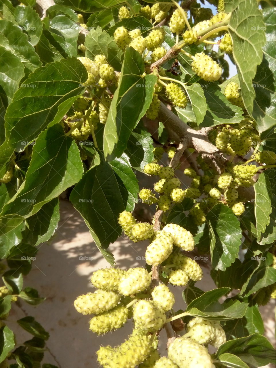 Fruit, Food, Leaf, Flora, Nature