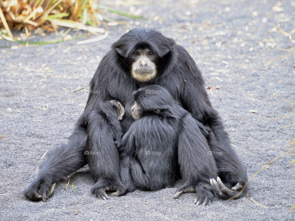 Portrait of two siamang
