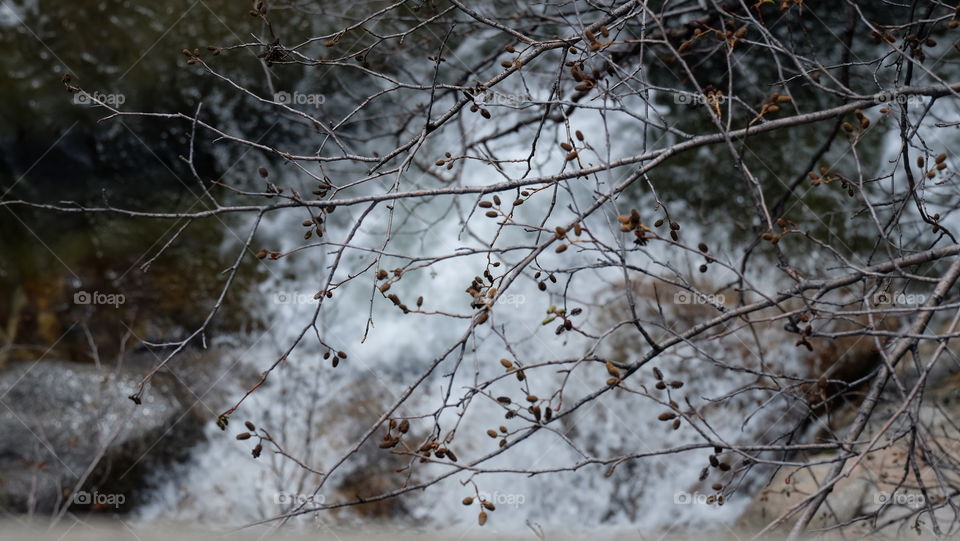 Winter vegetation,  water in background