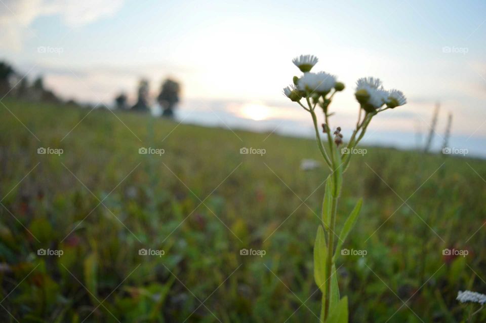 rural landscape