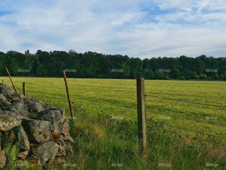 Summer field