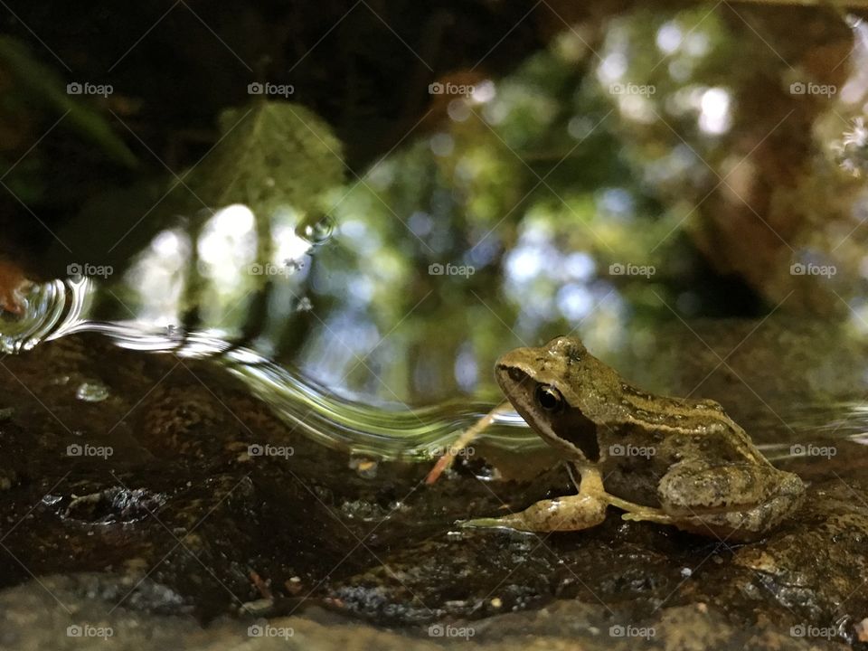 Frog