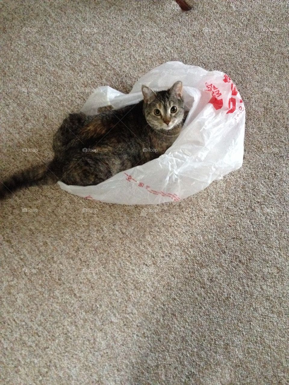This Bag is (not) a Toy