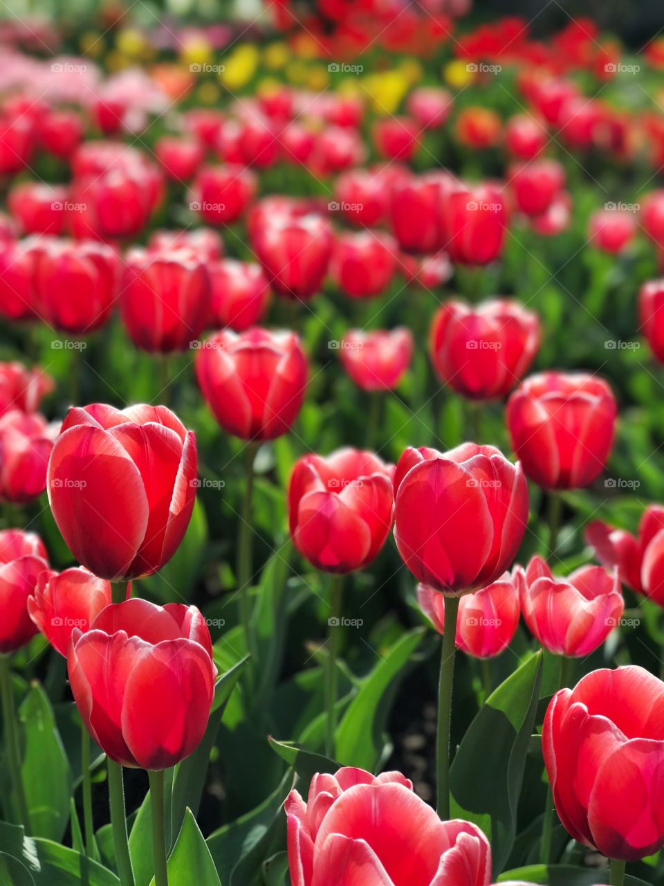 Beautiful red tulips