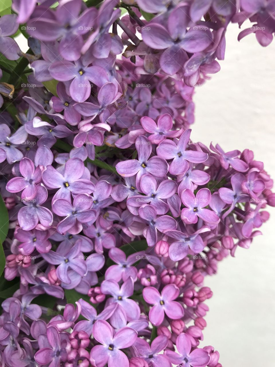 Purple flowers and buds of Lilac tree.