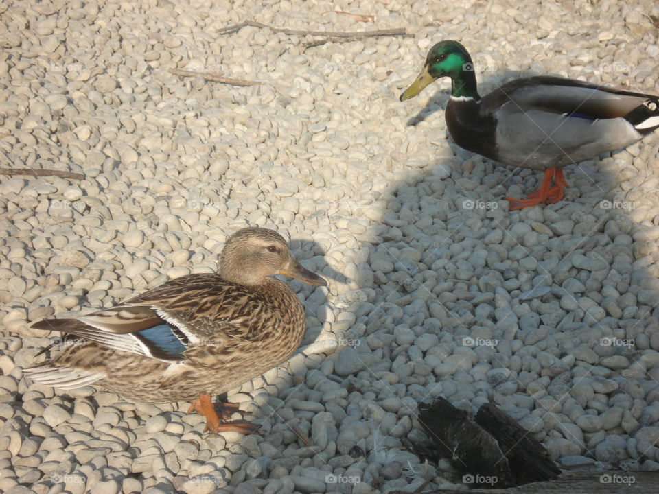 Ducks on the lake Bundek,Zagreb,Croatia