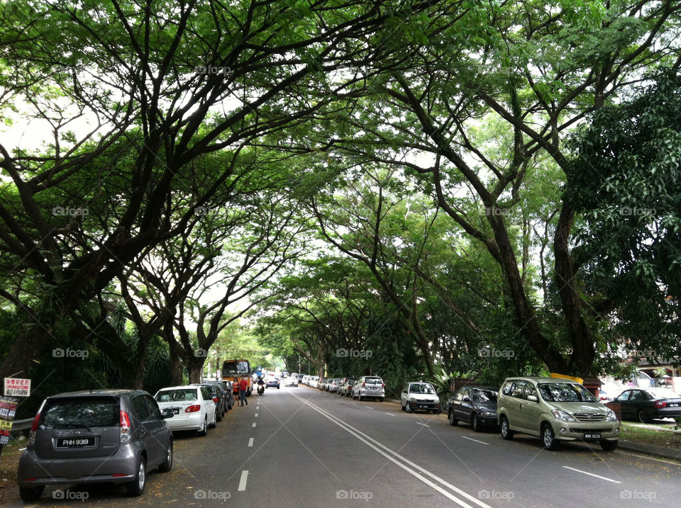 street trees park cars by spiffysavannah