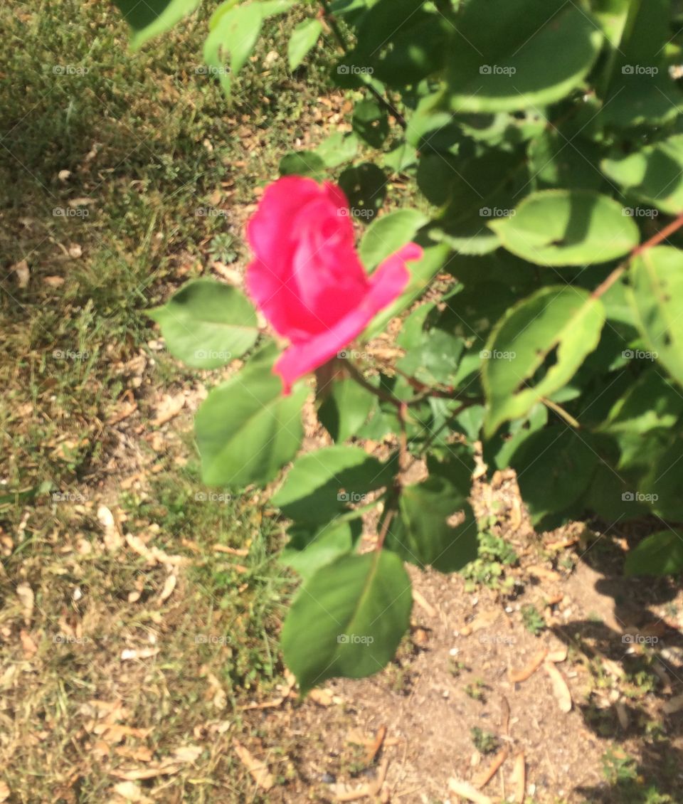 First rose of season