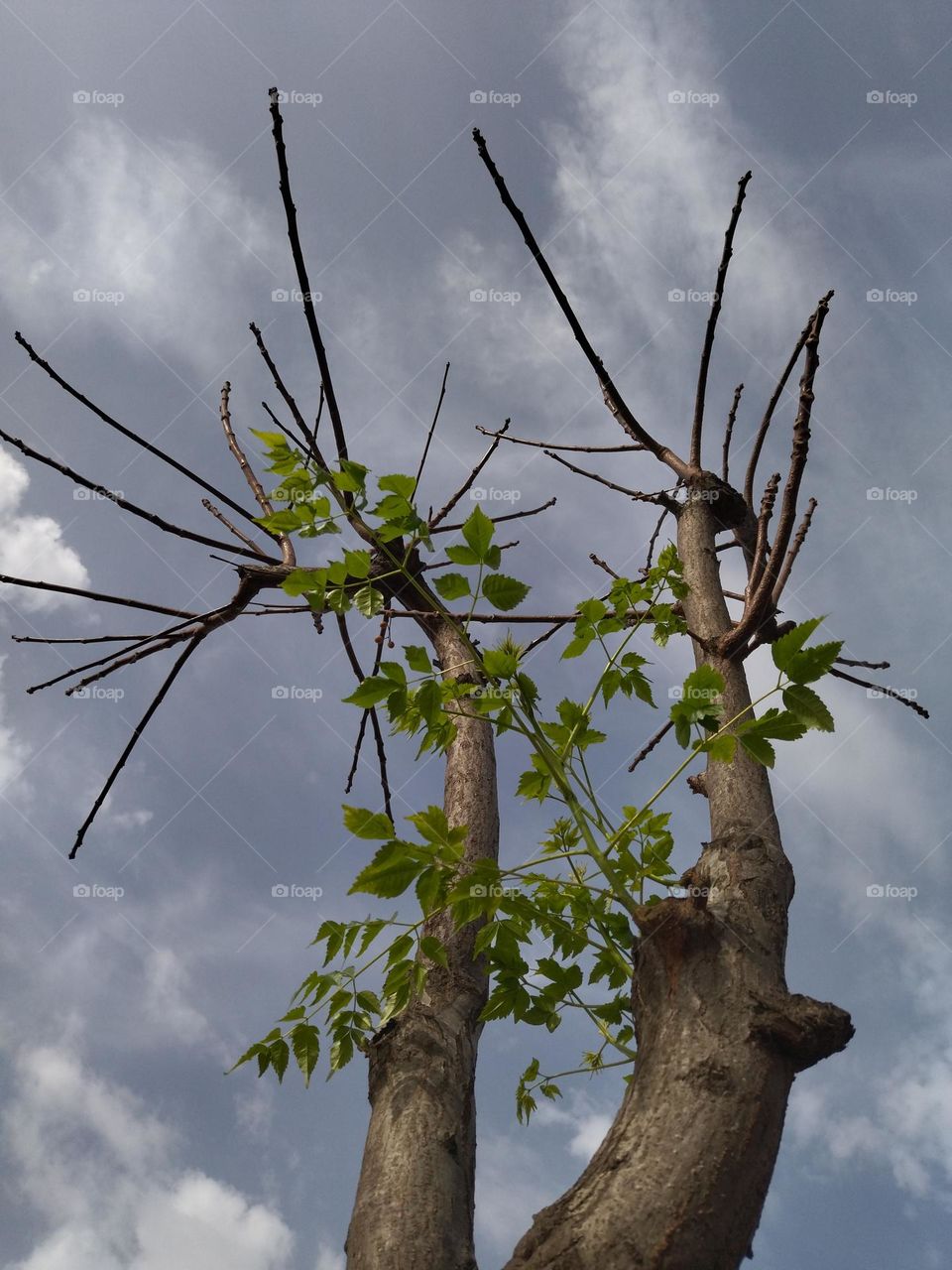 Tree and sky