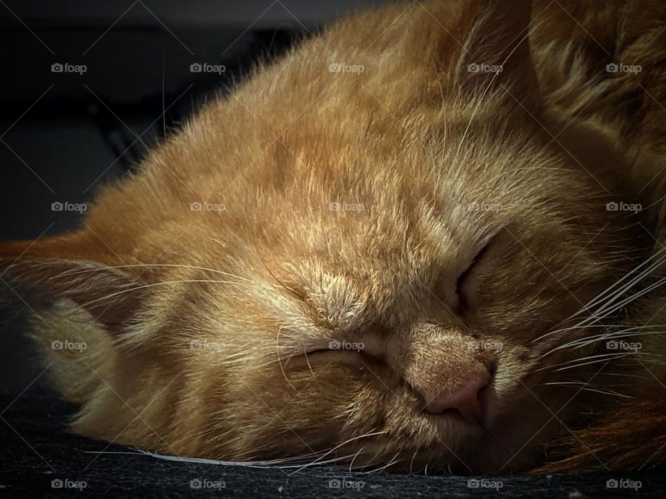 Sleeping Persian Simba