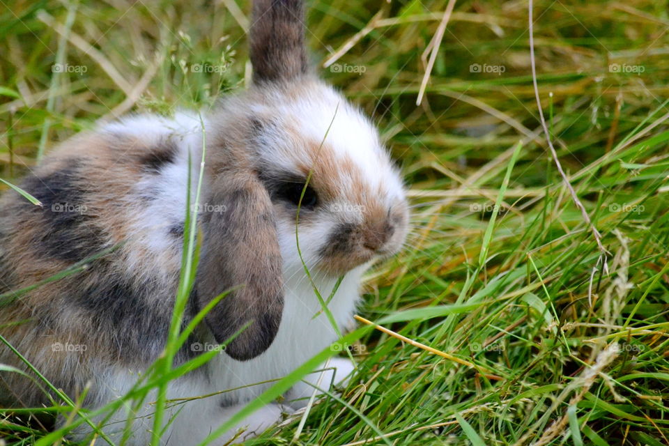 Cute rabbit hiding in the grass