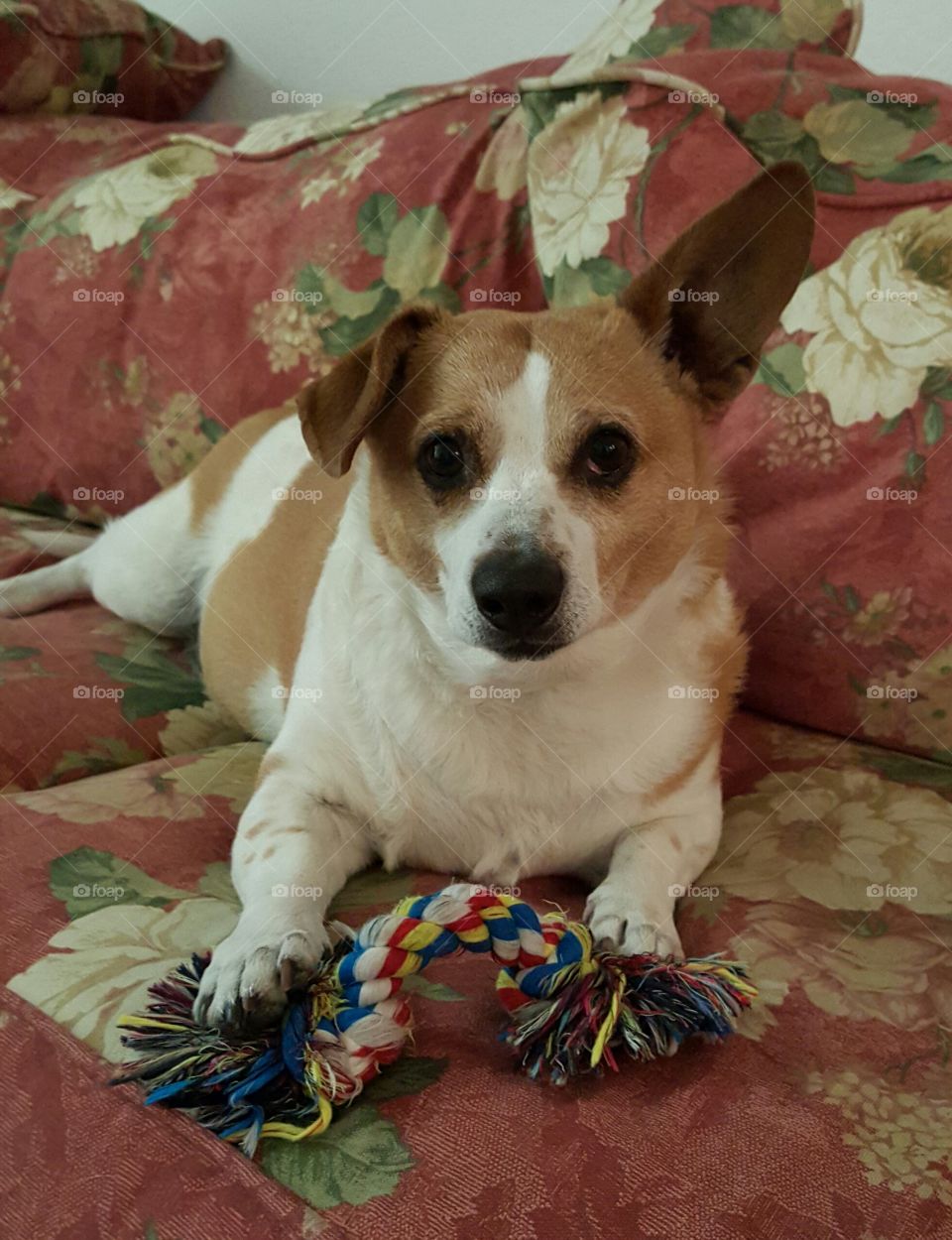 cute dog with toy