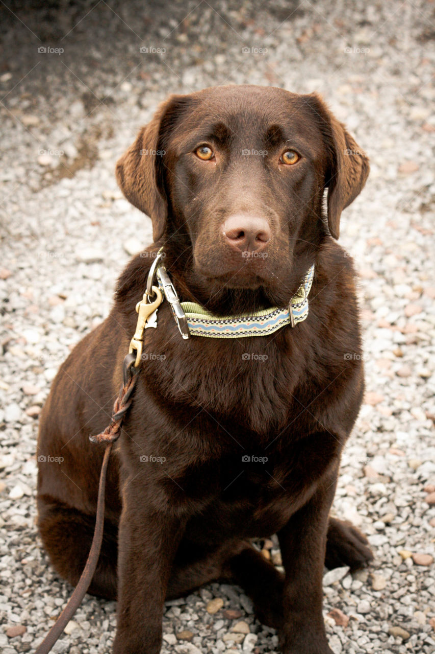 Chocolate Labrador 