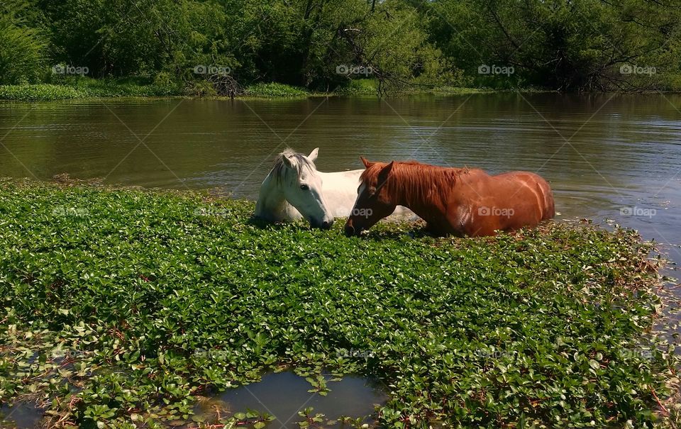 Two horses in a pond together