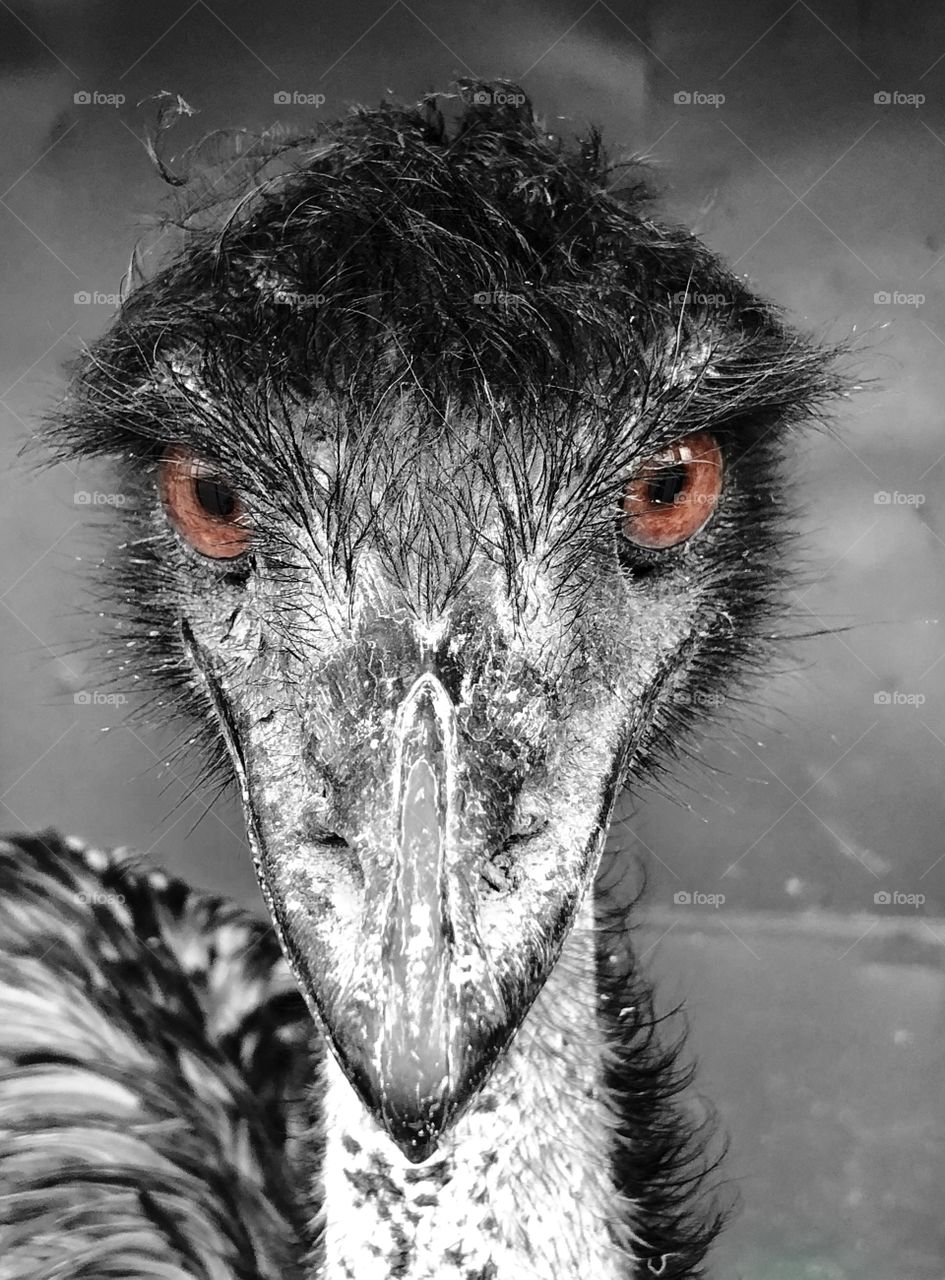black and white photo of ostrich Emu.