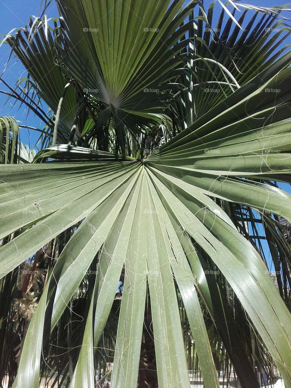Palm tree branch