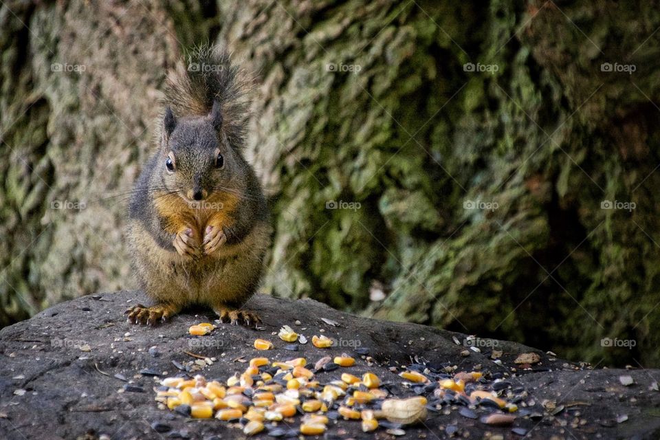 Douglas squirrel with corn