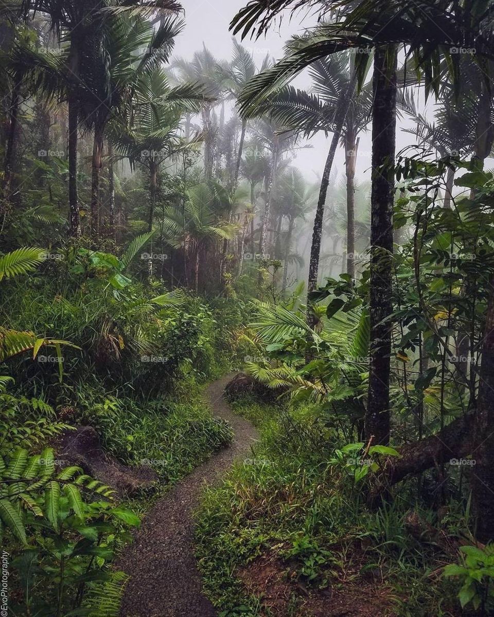 Rainforest Trails and Its Mist 