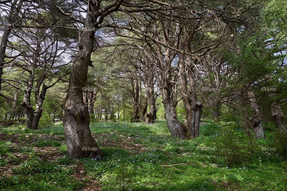 Cedars. Spring in cedar forest. 
