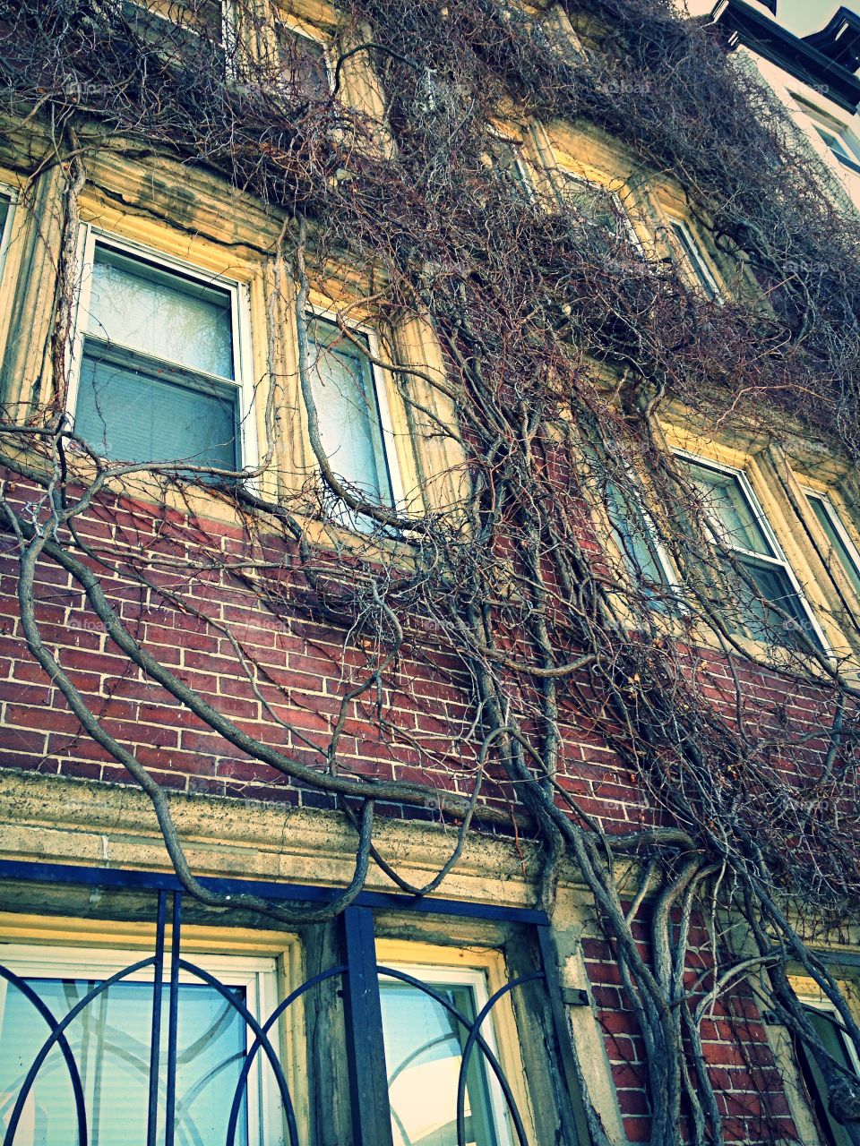 Dead vine on building wall