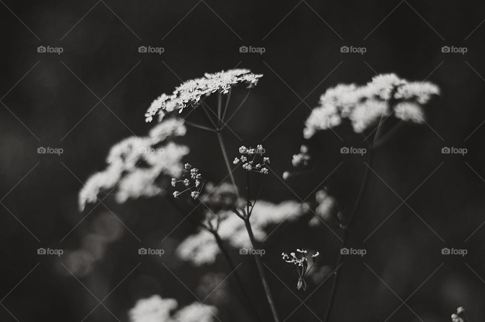 Anthriscus sylvestris Black and white flowers abstract 