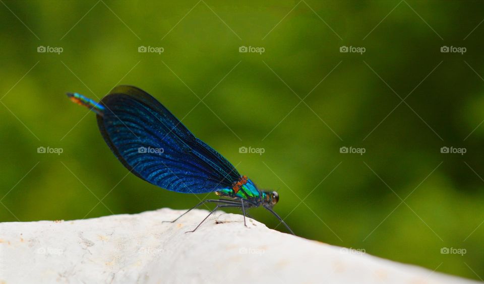 dragonfly green background