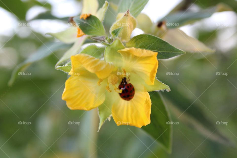 Ladybug on a yellow flower 