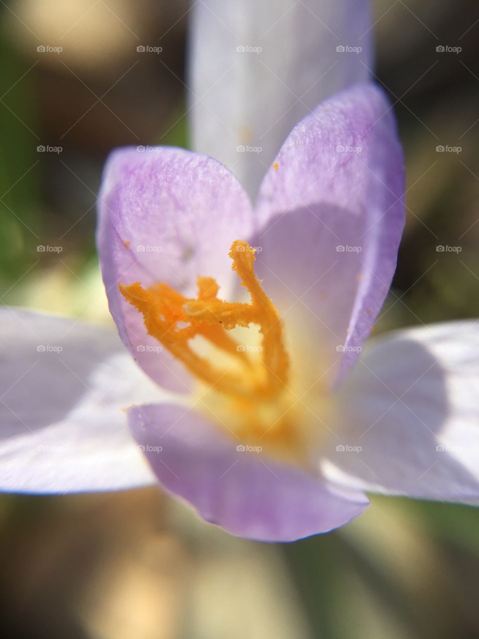 Crocus closeup