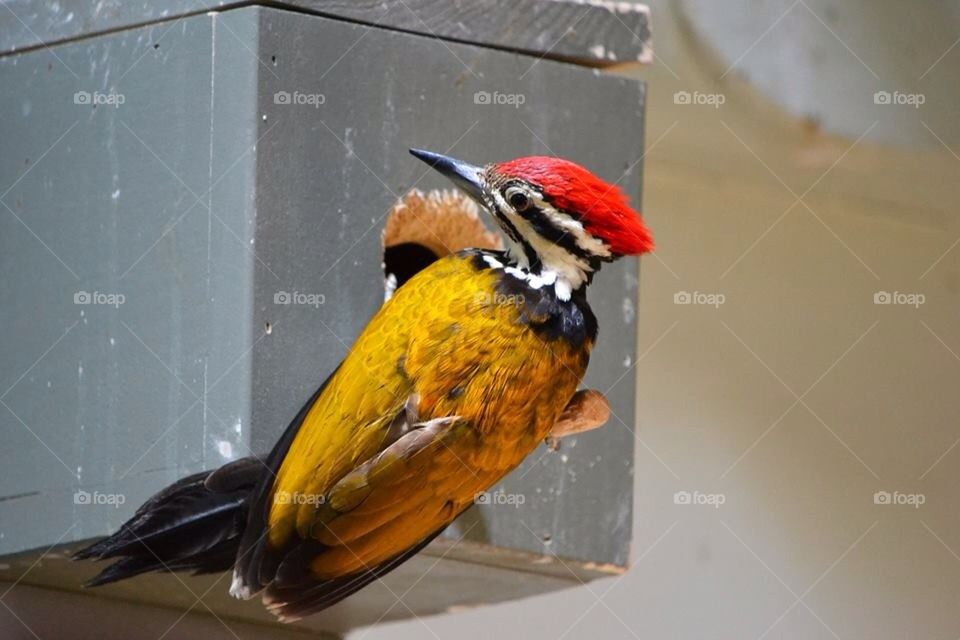Golden backed woodpecker 