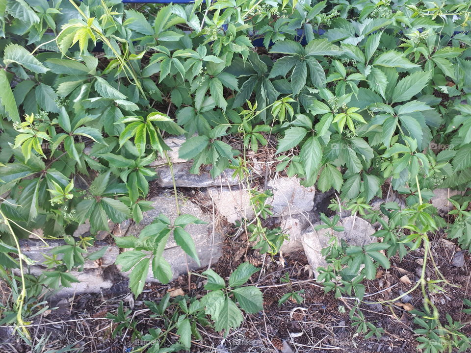 Green berries of Parthenocissus Quinquefolia (Virgina Creeper) on a rock wall