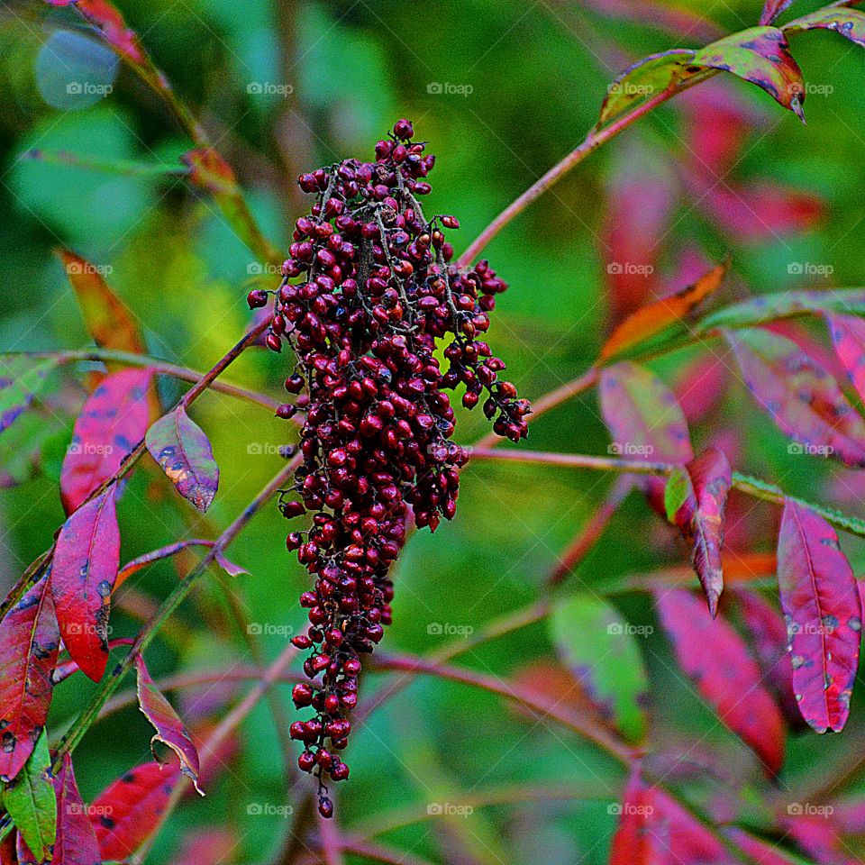 First sign of autumn - Colorful dried berries hang in a cluster outlined by colorful fall leaves