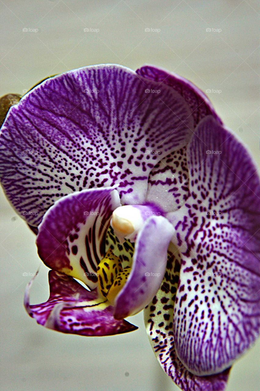 красота цветка- страшная сила.