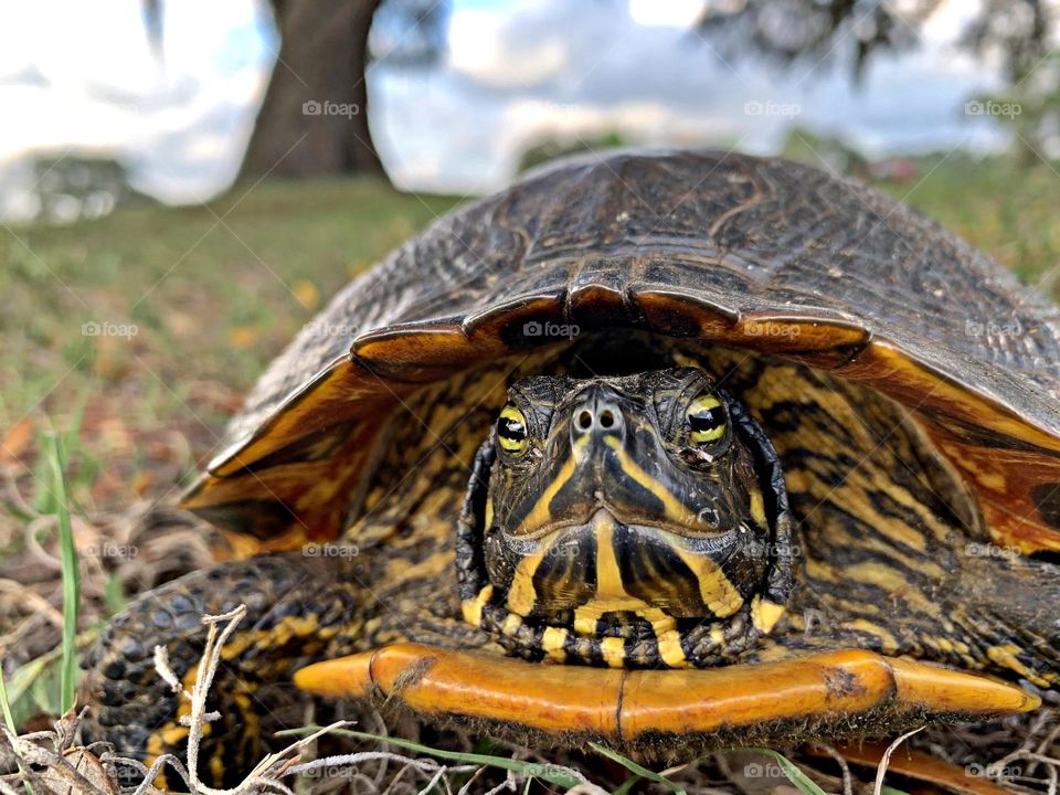 Unusual sus-pets! Close up of a Yellow bellied turtle slowly moving through the grass 