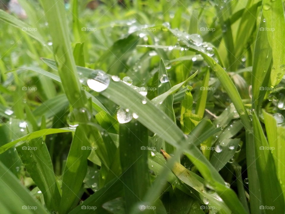Dew water on grass.