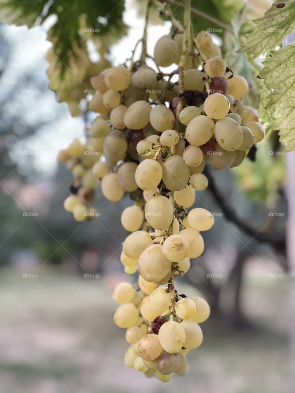 Bunch of white grapes