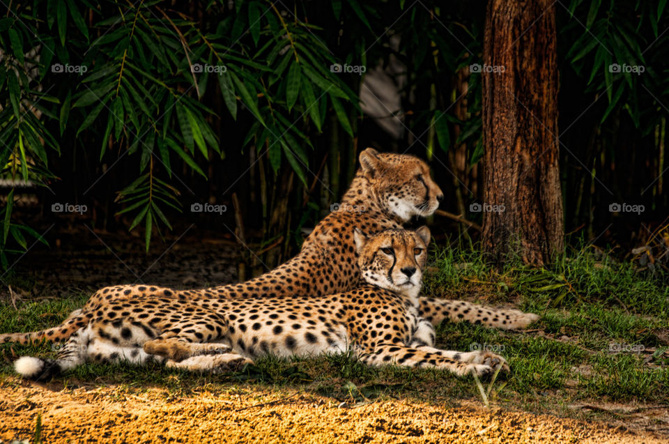 Cheetah sisters