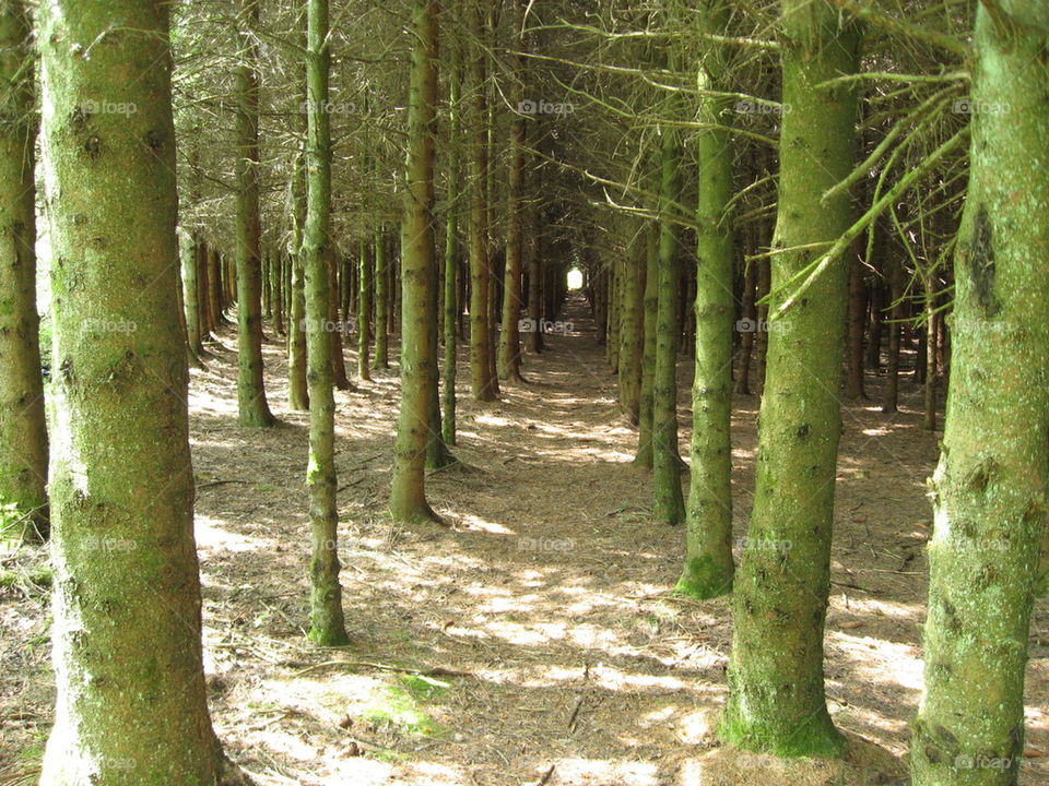 
Ardennes forest