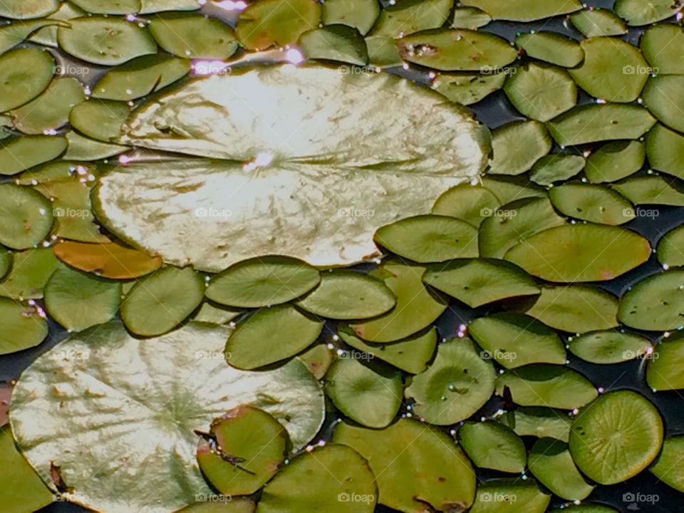 Lily pads big and small