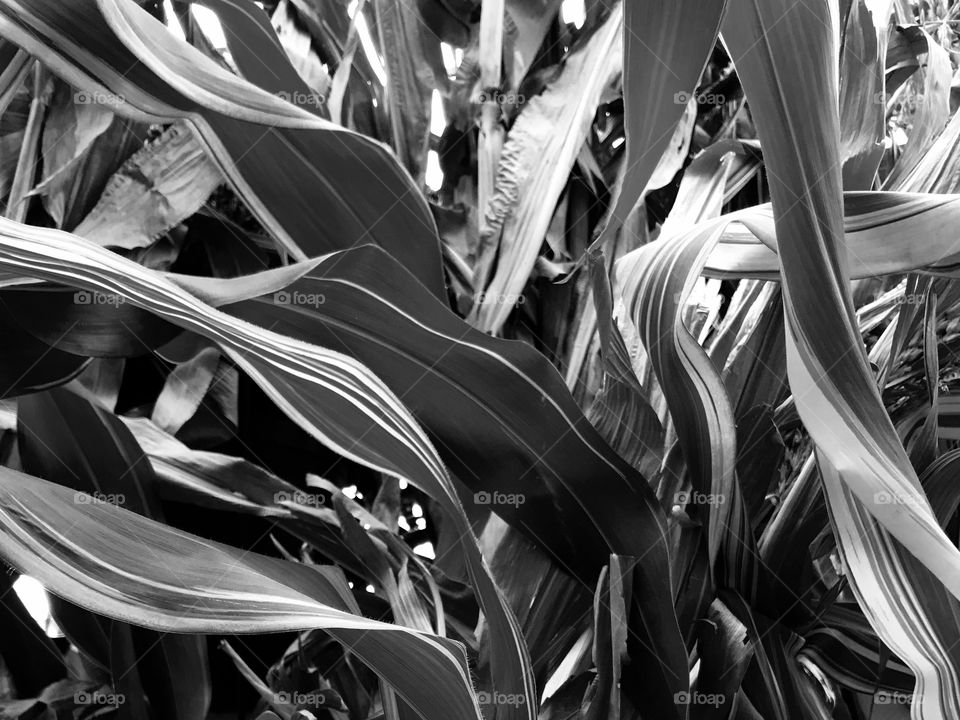 Looking up on thick broad leaves in the fall at the end of the growing season. 