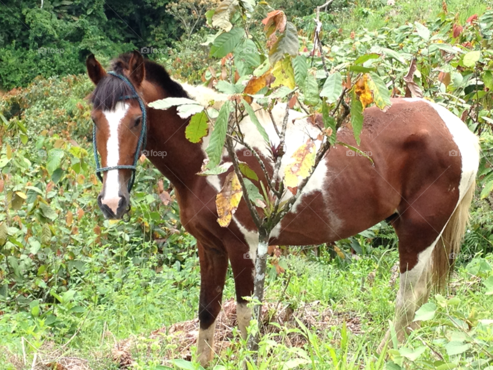 nature animal horse brown horse by izabela.cib