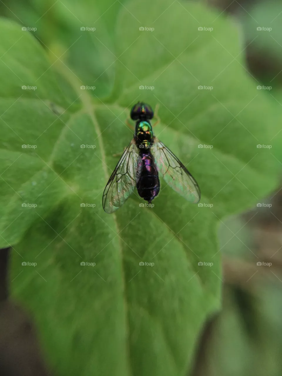 insect
