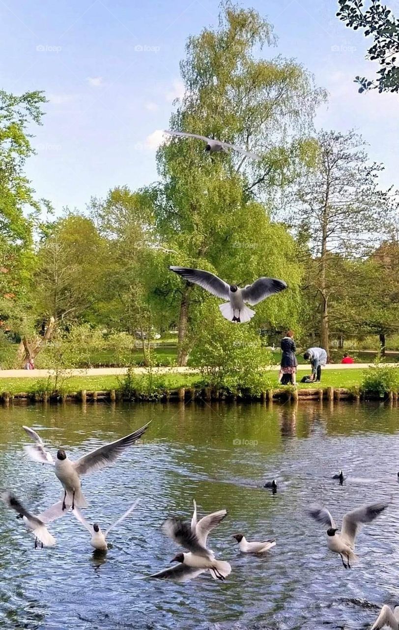 urban nature wildlife