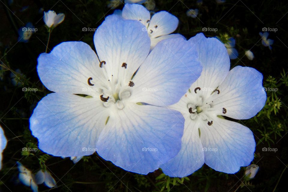 Nemophila