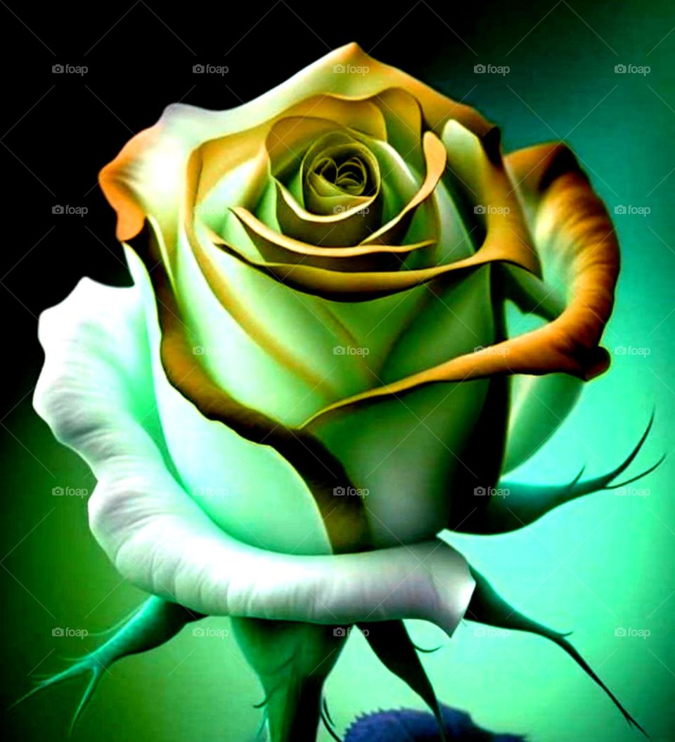 multicolour flower looks decent beautiful t blue colour rose flower nice art work