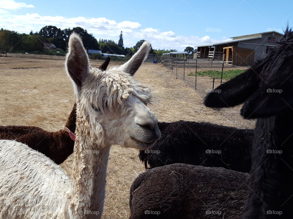 Cute alpaca on grass