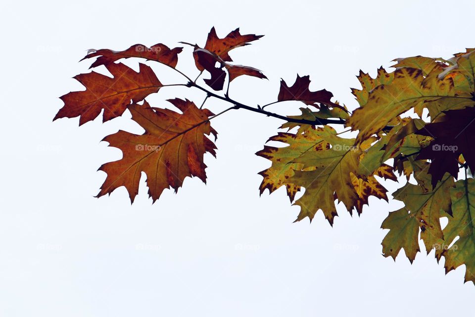 Autumn leaves on a branch 