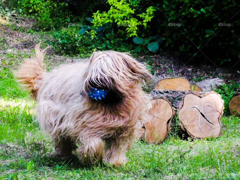 Briard Cannelle in France