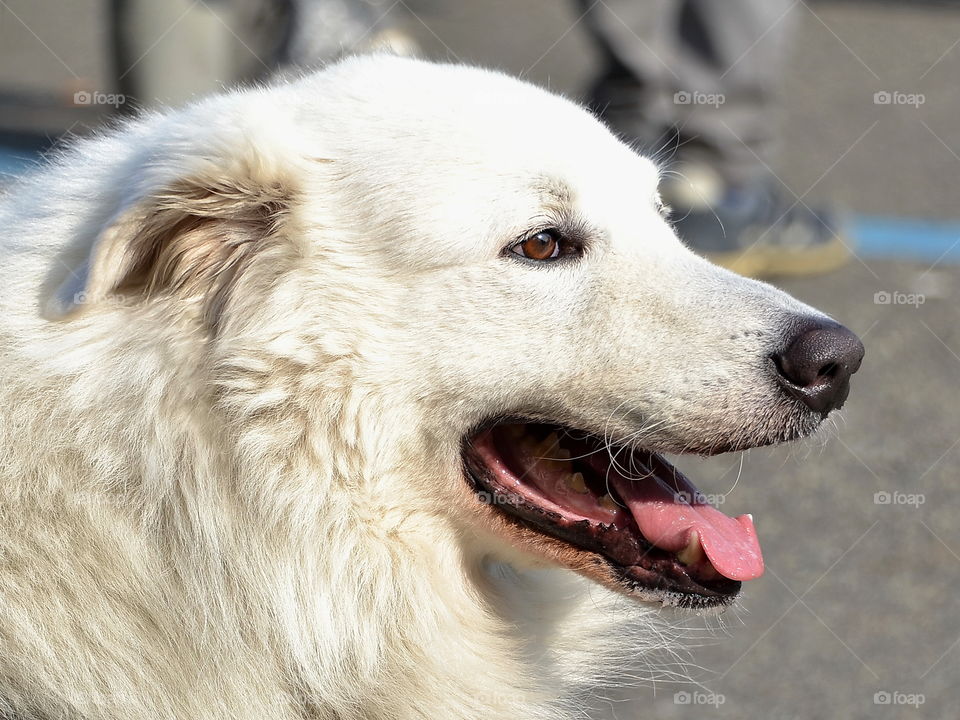 Close-up of a dog