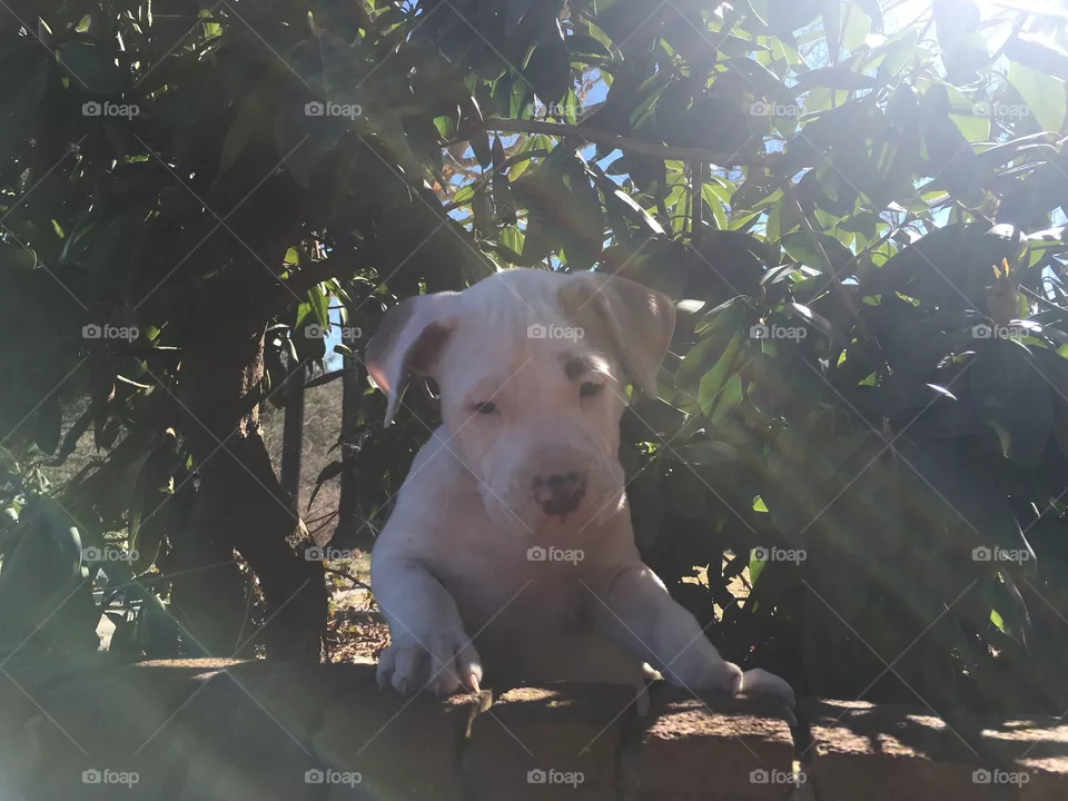 Cute dog